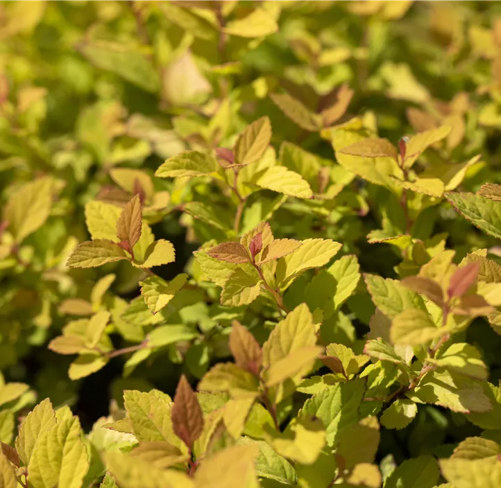 Sommerspiere 'Magic Carpet'®