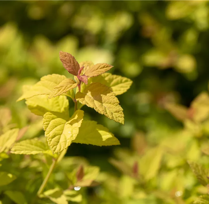 Sommerspiere 'Magic Carpet'®