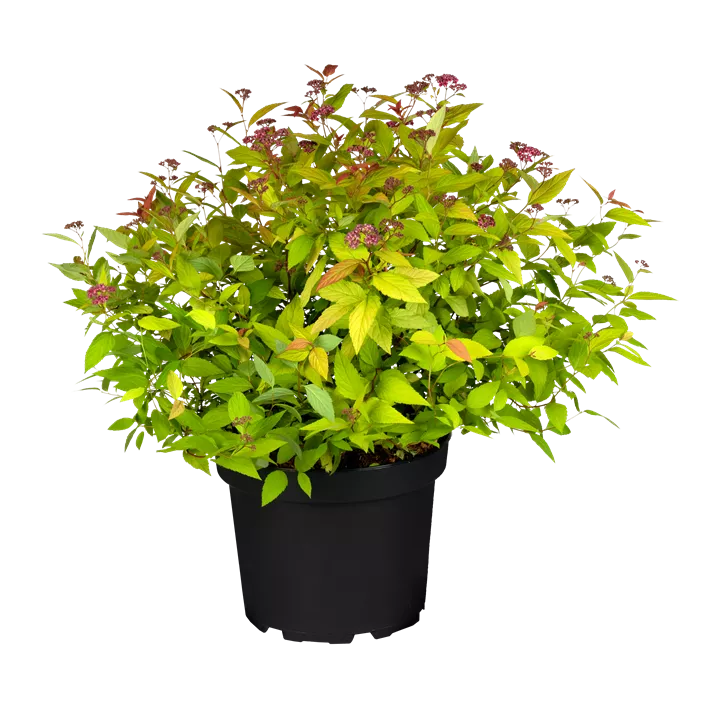 Sommerspiere 'Magic Carpet'®