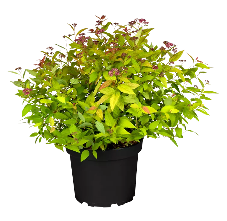 Sommerspiere 'Magic Carpet'®