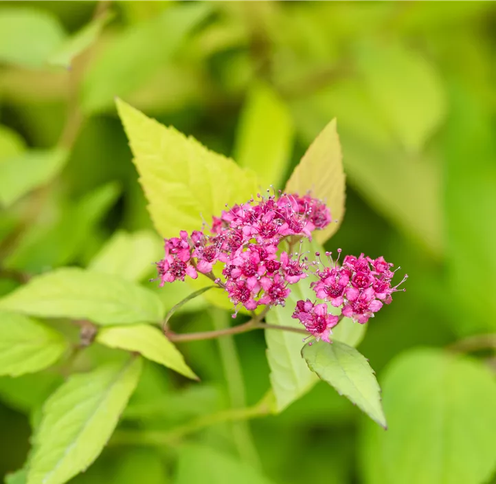 Sommerspiere 'Magic Carpet'®