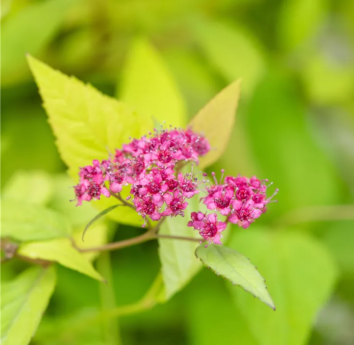 Sommerspiere 'Magic Carpet'®
