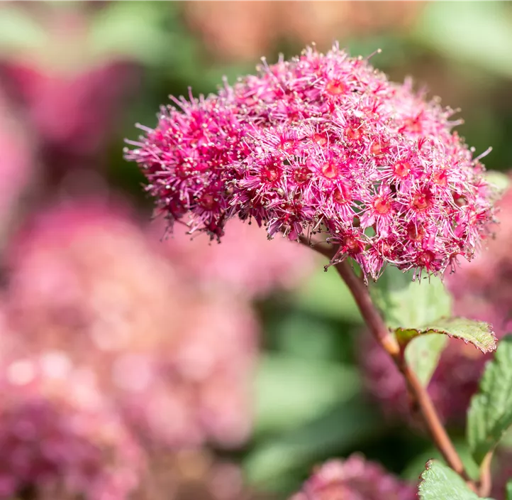 Sommerspiere 'Superstar'®