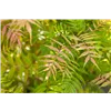 bellaflora Gartencenter GmbH