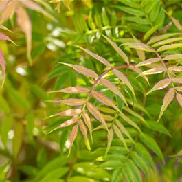 Sorbaria sorbifolia 'Sem'®