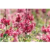 bellaflora Gartencenter GmbH