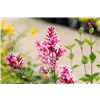 bellaflora Gartencenter GmbH