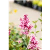 bellaflora Gartencenter GmbH