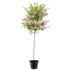 bellaflora Gartencenter GmbH