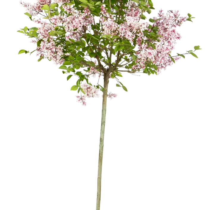 Zwerg-Duftflieder 'Tinkerbelle'®