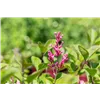 bellaflora Gartencenter GmbH