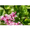 bellaflora Gartencenter GmbH