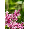bellaflora Gartencenter GmbH
