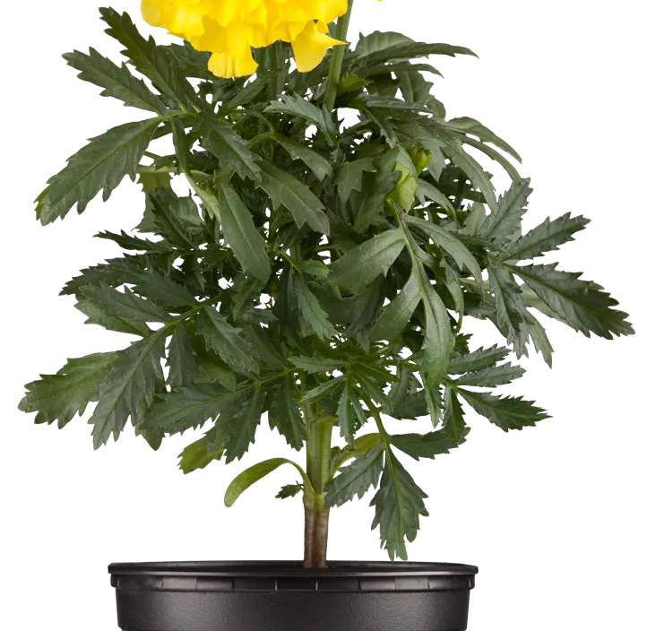 Tagetes