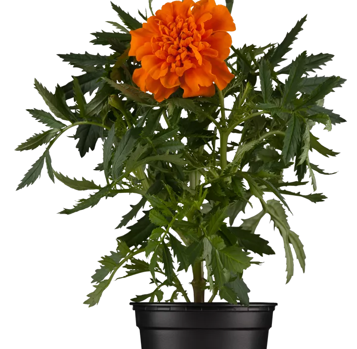Tagetes