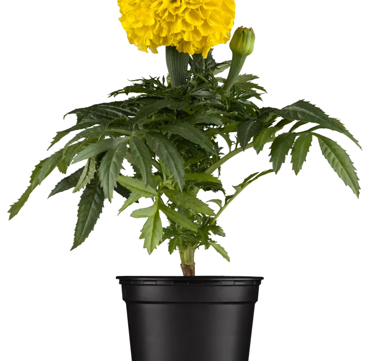 Tagetes