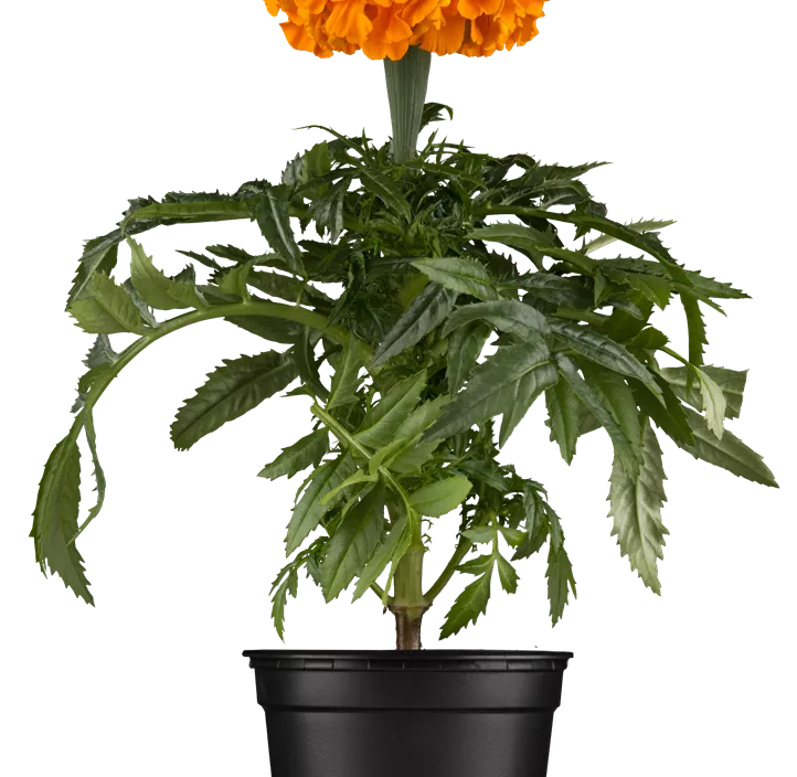 Tagetes