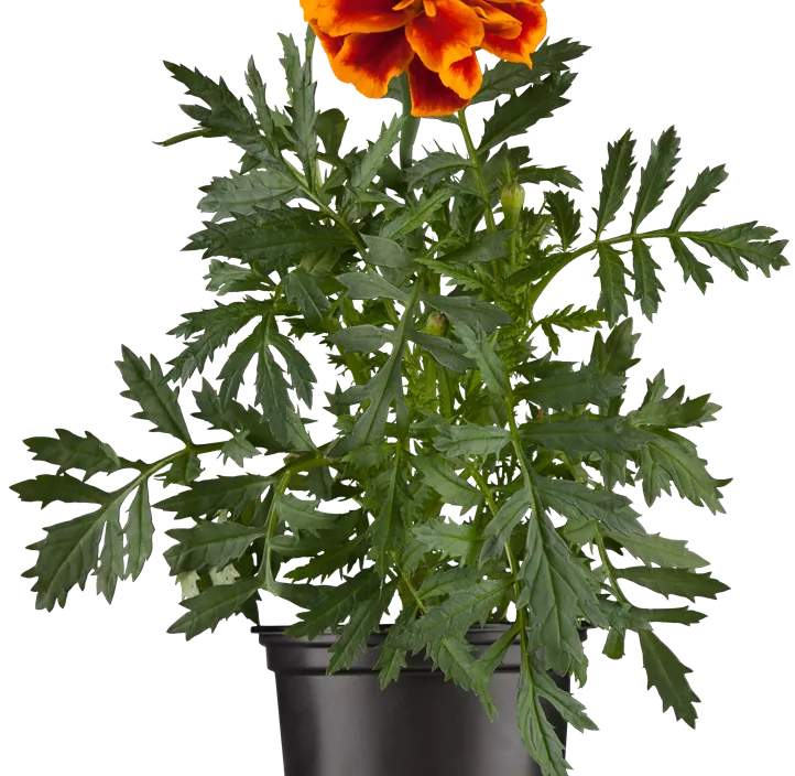 Tagetes
