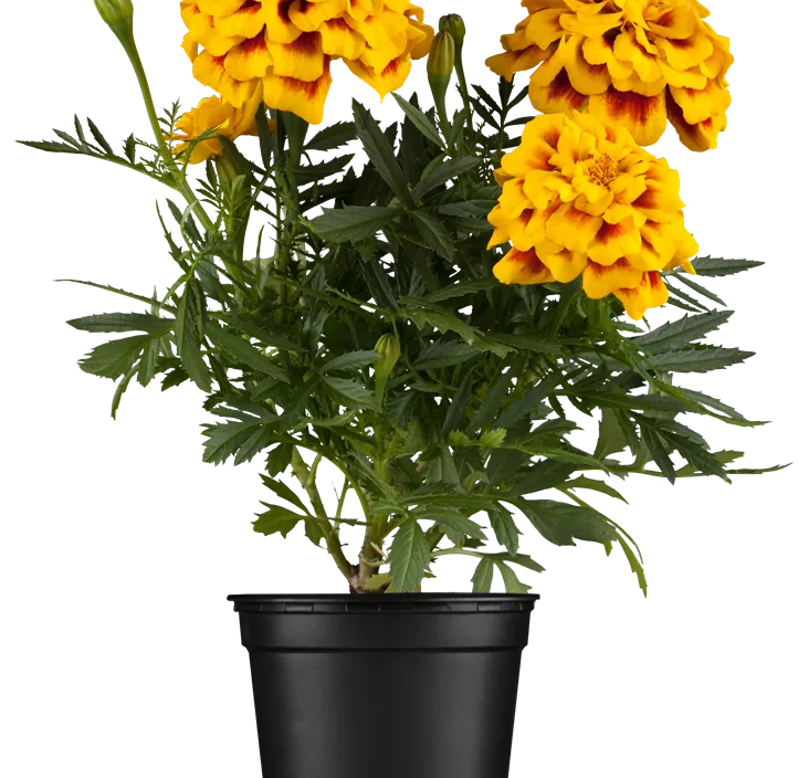 Tagetes