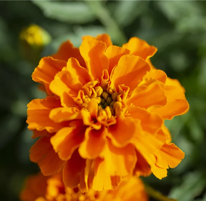Tagetes