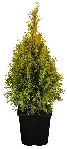 Thuja occidentalis Golden Smaragd, Lebensbaum 'Golden Smaragd', 3,7 - 10  Liter - Bellaflora