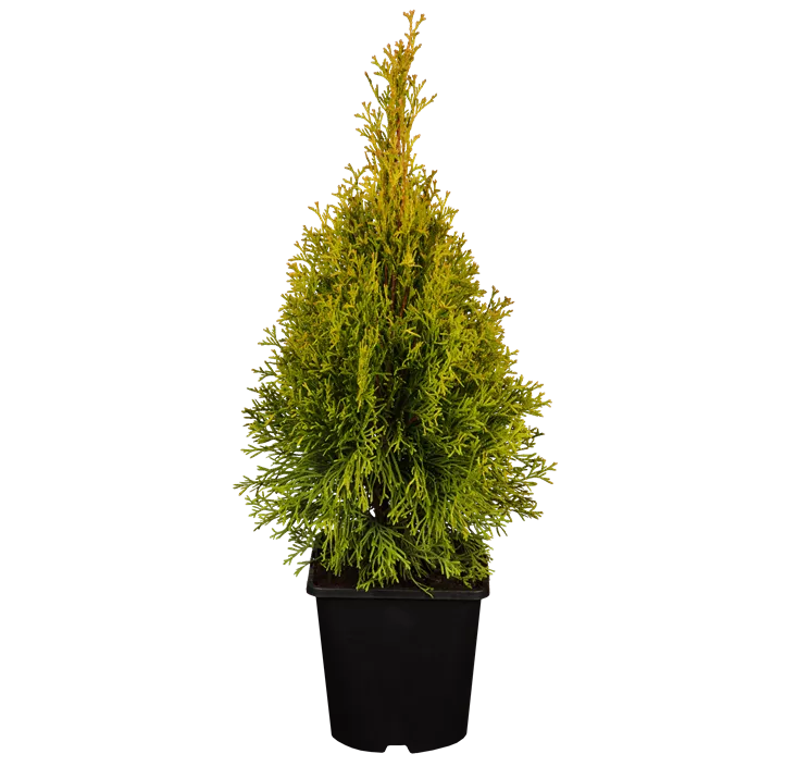 Lebensbaum 'Golden Smaragd'®