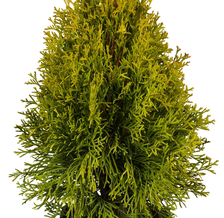 Lebensbaum 'Golden Smaragd'® Lebensbaum 'Golden Smaragd'®