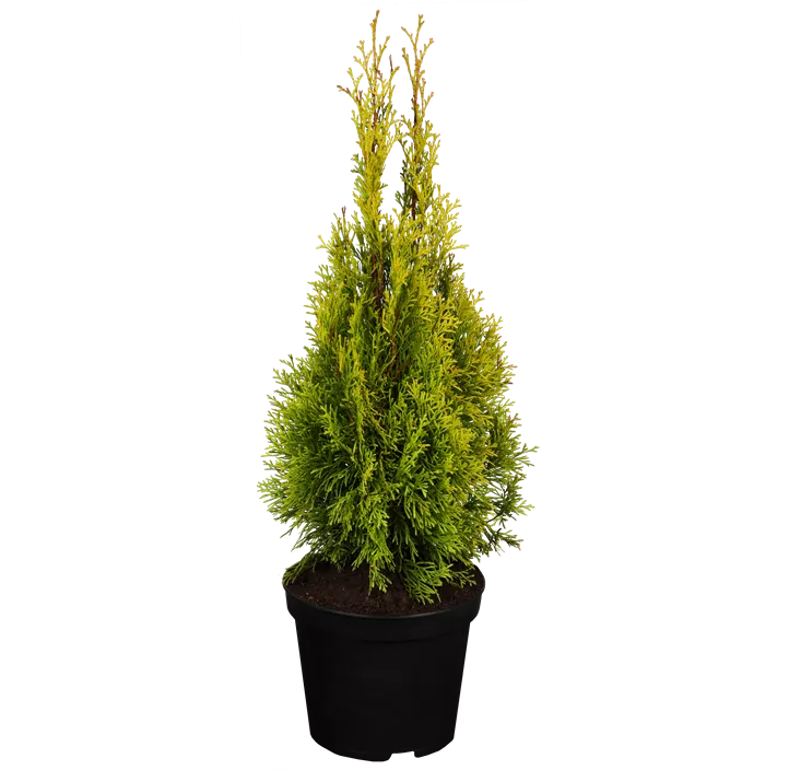 Lebensbaum 'Golden Smaragd'®