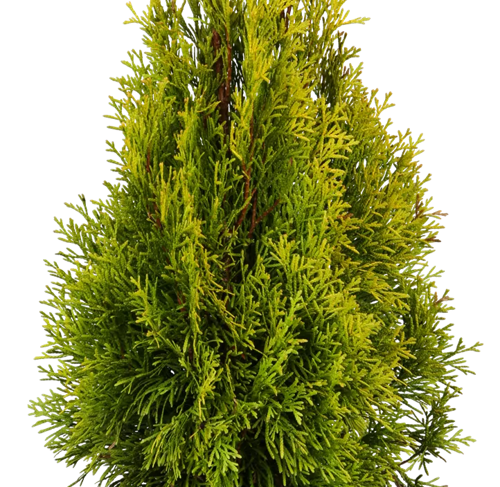 Lebensbaum 'Golden Smaragd'® Lebensbaum 'Golden Smaragd'®