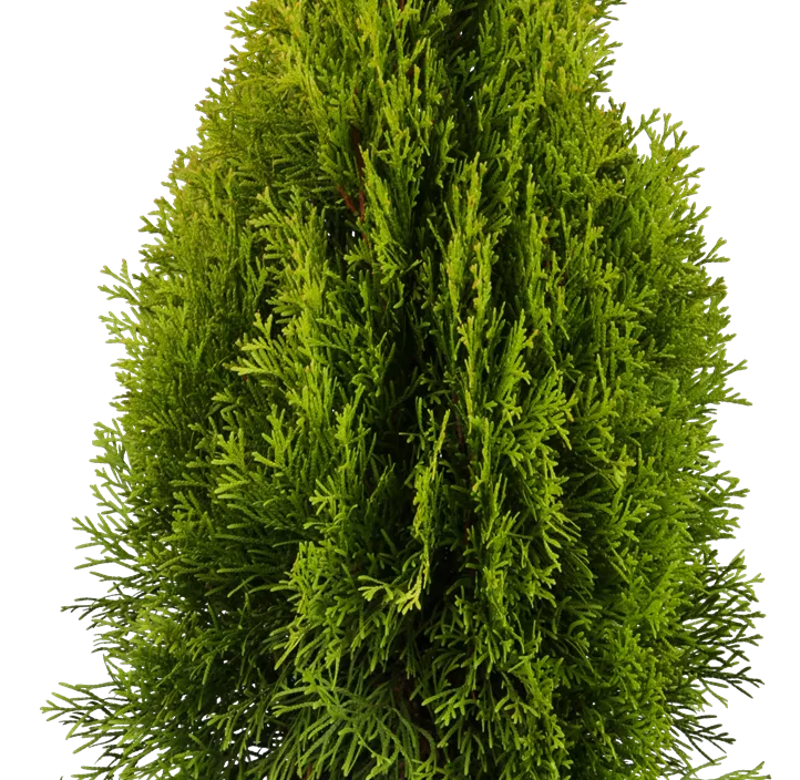 Lebensbaum 'Golden Smaragd'® Lebensbaum 'Golden Smaragd'®