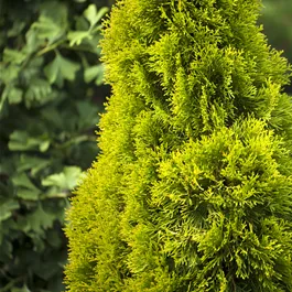 Thuja occidentalis Golden Smaragd®