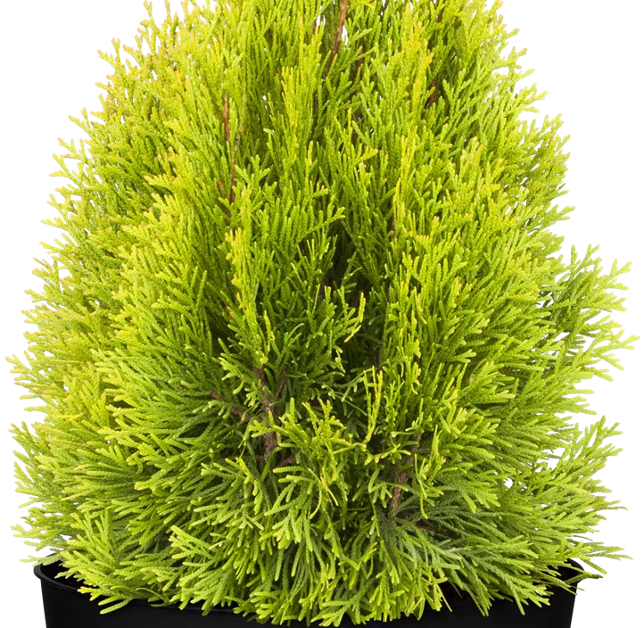 Lebensbaum 'Golden Smaragd'® Lebensbaum 'Golden Smaragd'®