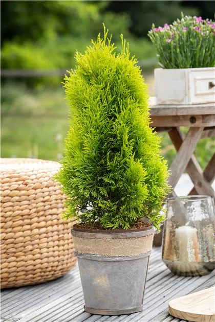 Thuja occidentalis Golden Smaragd, Lebensbaum 'Golden Smaragd' -  Bellaflora