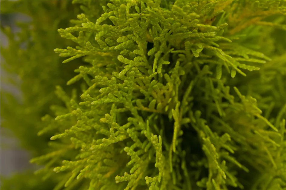 thuja smaragd günstig kaufen 100 cm Lebensbaum Thuja occidentalis Smaragd 80-100 cm Höhe Ballenware main image 1