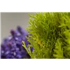 bellaflora Gartencenter GmbH