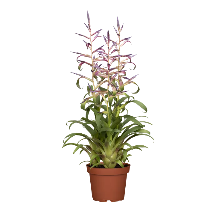Tillandsie 'Mora'