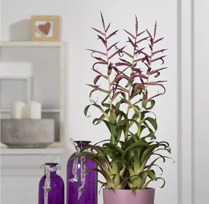 Tillandsie 'Mora'
