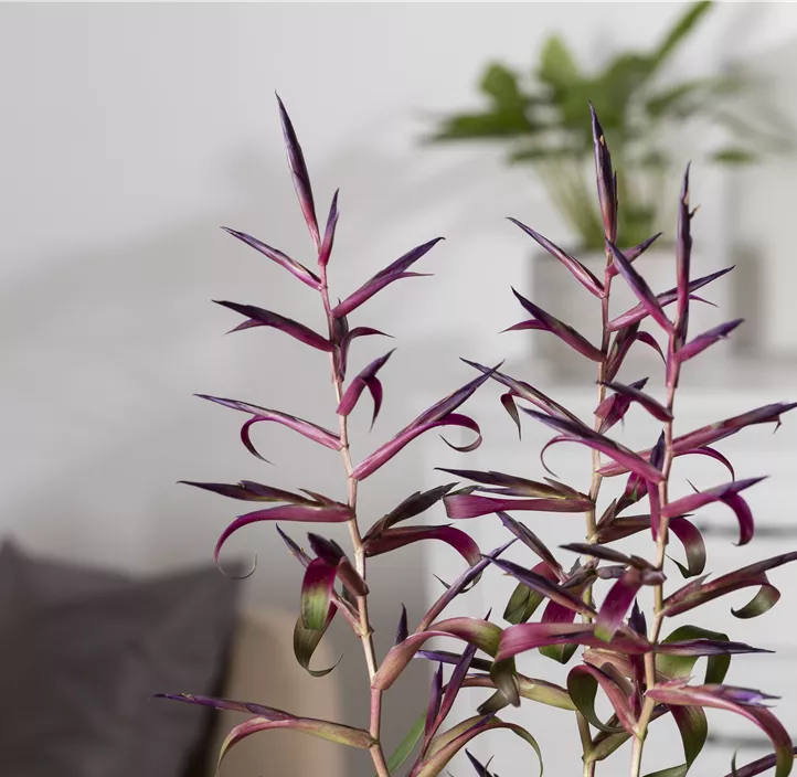 Tillandsie 'Mora'