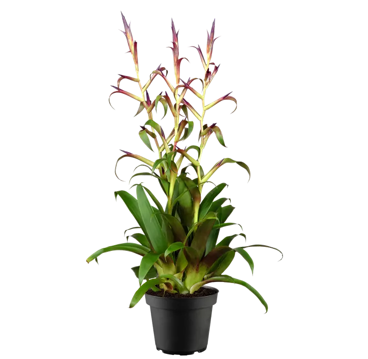 Tillandsie 'Mora'