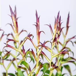 Tillandsia 'Mora'