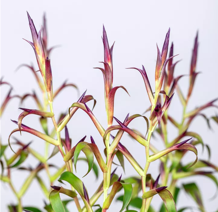 Tillandsie 'Mora'
