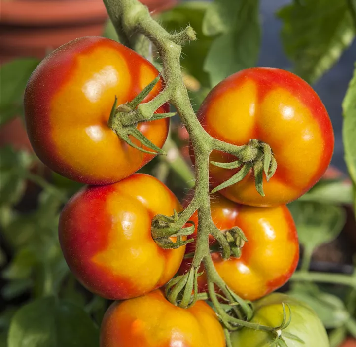 Tomate Goldene Königin