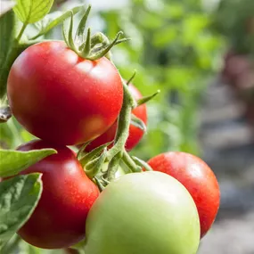 Tomate Hellfrucht