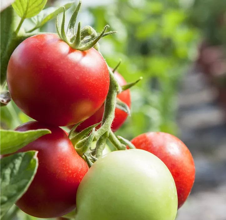Tomate 'Hellfrucht'