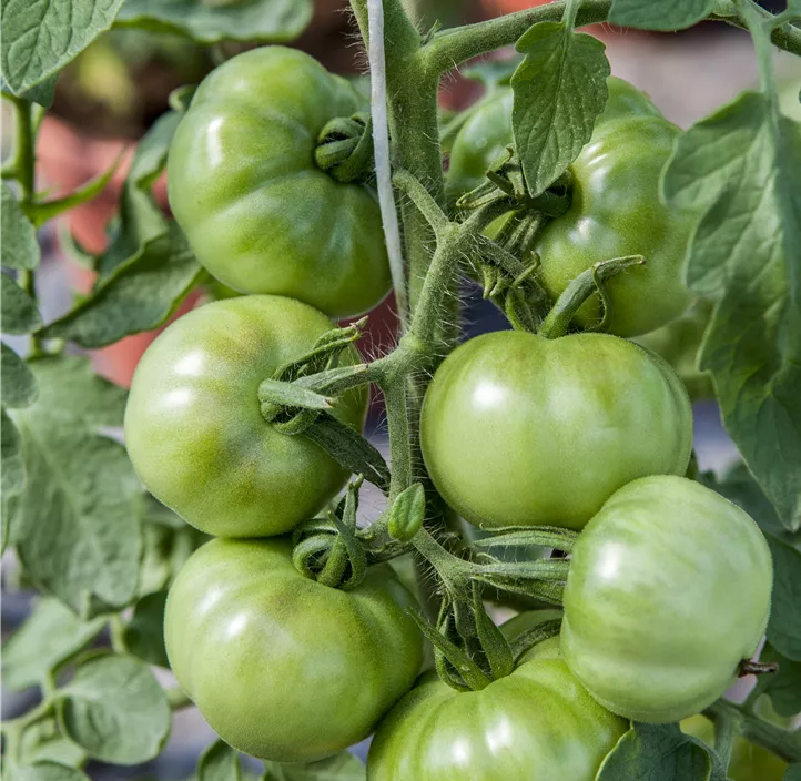 Tomate 'Marmande'