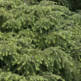 Tsuga canadensis Jeddeloh