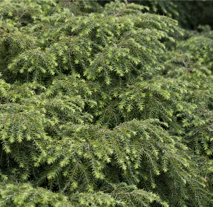 Kissen-Hemlockstanne 'Jeddeloh'