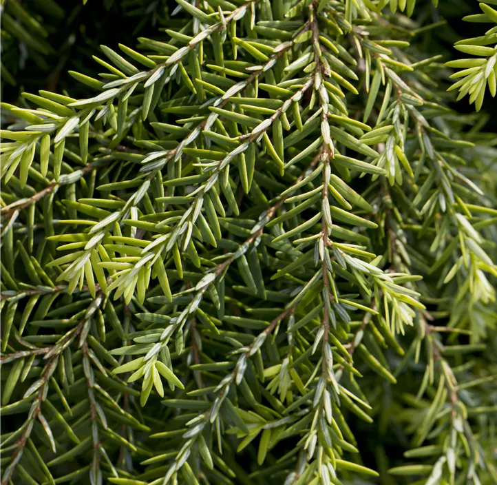 Kissen-Hemlockstanne 'Jeddeloh'