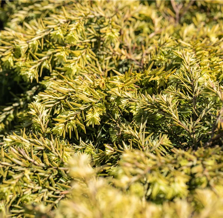 Kissen-Hemlockstanne 'Jeddeloh'