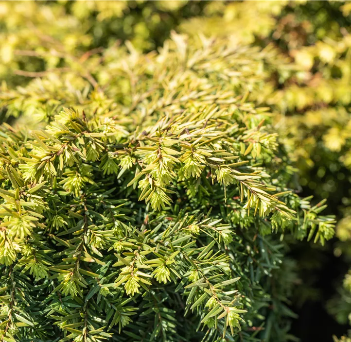Kissen-Hemlockstanne 'Jeddeloh'